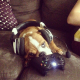 Illustration for article titled Look At These Dogs And Cats Confused By Xbox One